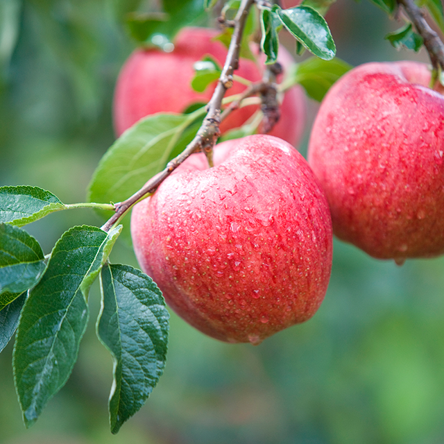 사과 효능 10가지 및 칼로리