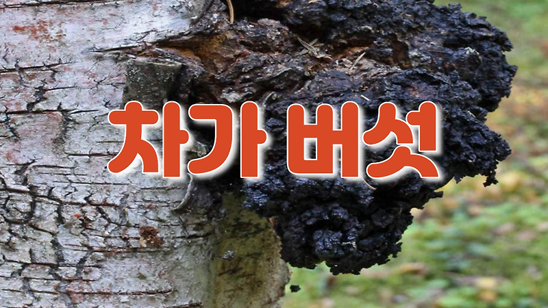 차가버섯 (봇나무혹버섯, 챠가, 자작나무버섯)