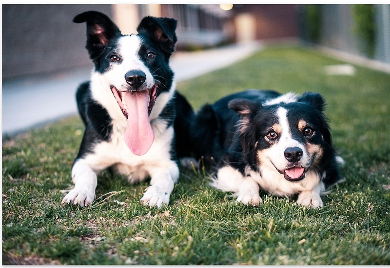 강아지 분리불안 증세와 원인 및 강아지 분리불안 진단과 치료훈련 방법