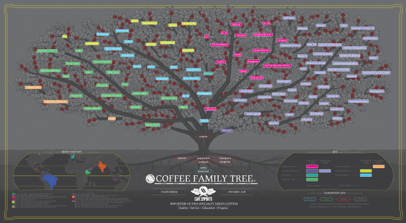 카페임포츠의 커피의 '커피 패밀리 트리'(Cafe_Imports Coffee Family Tree)
