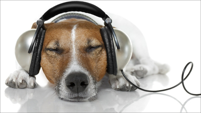 소음 공해와 청력 손실의 연관성 : 일산 이편한보청기