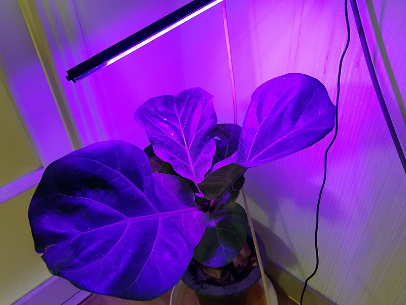 [꿀팁 19] 집 안에서 식물 키우기 = 인공 햇빛