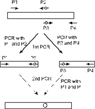 PCR-4primers 를 이용한 Site-directed mutagenesis 실험 방법 정리
