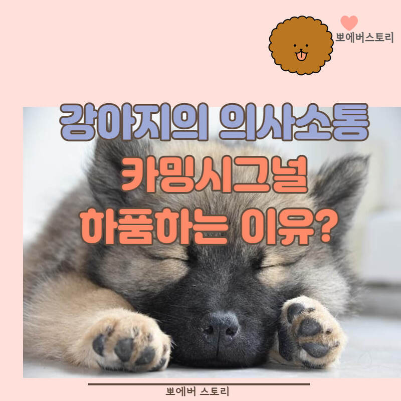 강아지하품의미 강아지하품하는이유 반려견하품 반려견카밍시그널 강아지의사소통