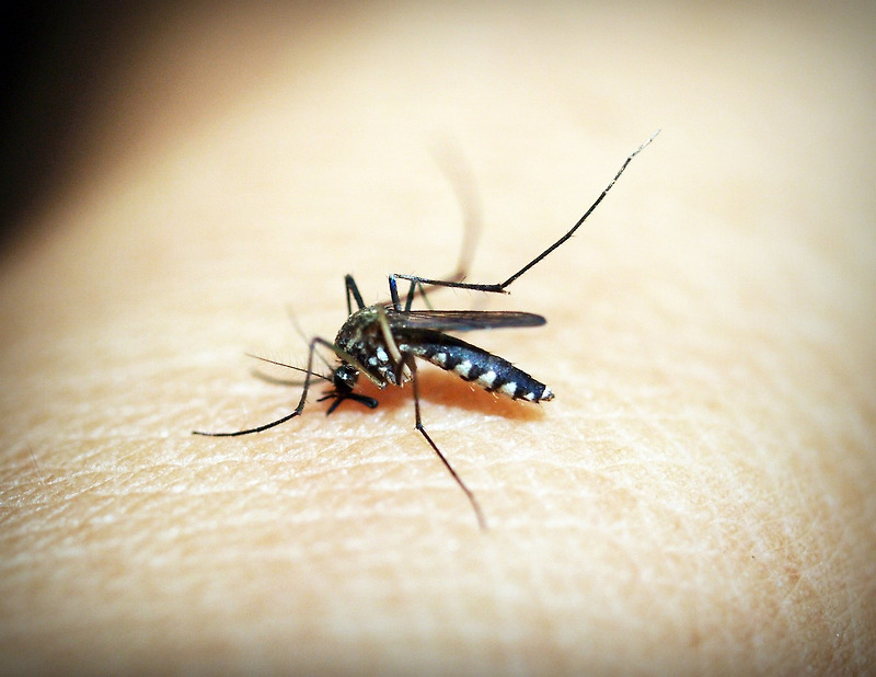 말라리아 전염 | 말라리아 전염 증상 | 임신 중 말라리아 감염 위험성 | 말라리아 예방 및 치료 방법