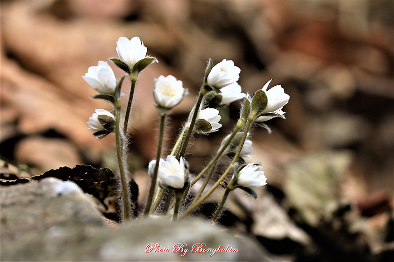 수리산 하얀노루귀꽃