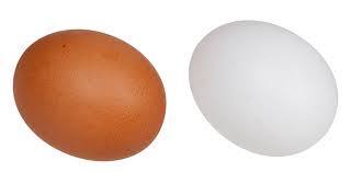 흰색 달걀과 갈색 달걀의 차이가 있을까? 달걀 색깔 차이