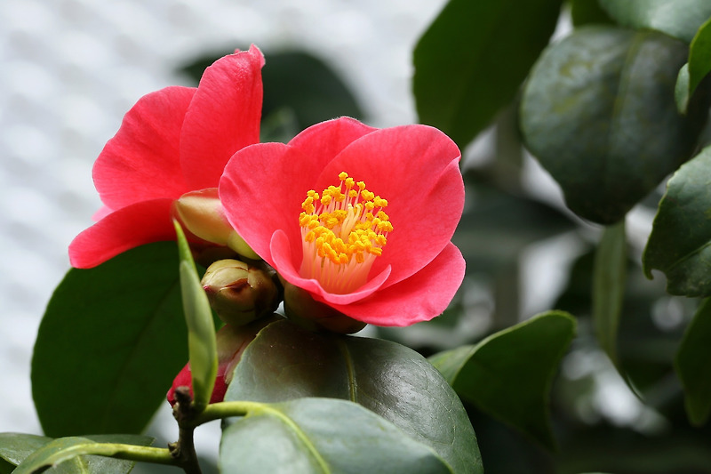 겨울에만 볼수 있는 꽃, 동백꽃(camellia)