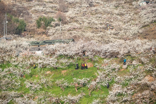광양마을 :: 홍쌍리 청매실 농원에 봄꽃구경 다녀왔어요