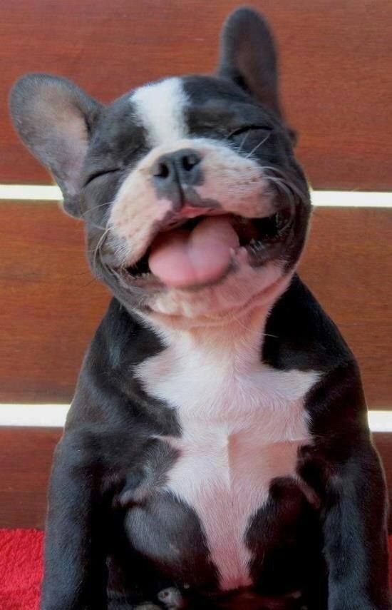 너무 귀여운 아기 강아지 프렌치 불독 사진 모음! french bulldog puppies