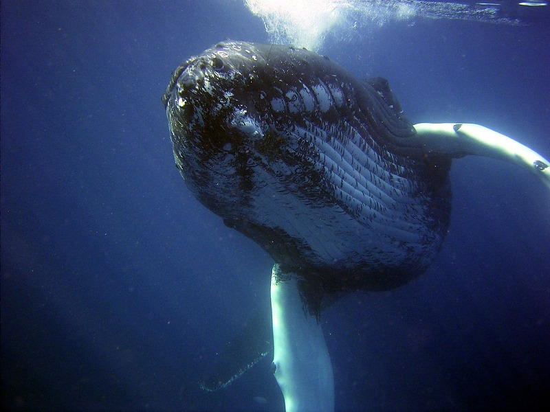 [일반상식] 이빨고래 중 가장 큰 고래 
