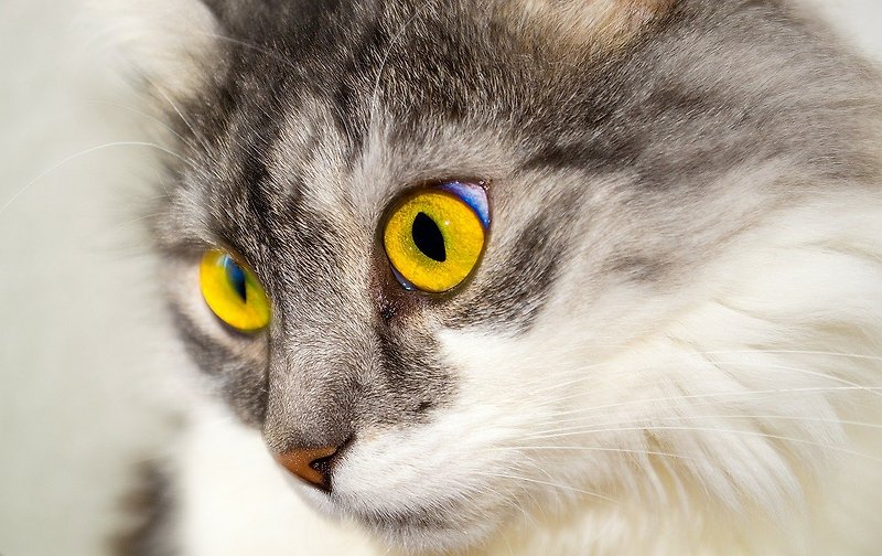 고양이 눈병 이럴 땐 어떻게 해야 할까?