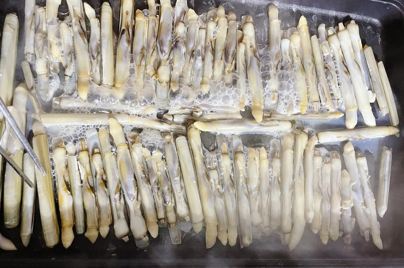 태안 몽산포해수욕장 갯벌체험 맛조개 : 백합조개