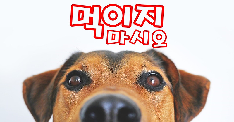 강아지가 먹으면 안되는 음식 (feat. 강아지 비타민 D, 마카다미아, 자일리톨 주의)