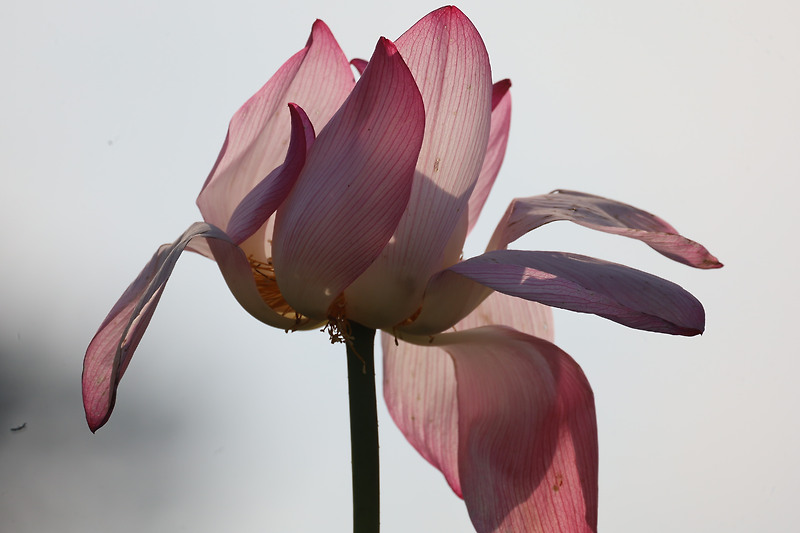 관곡지연꽃테마파크 백련 홍련 연꽃 시리즈 5