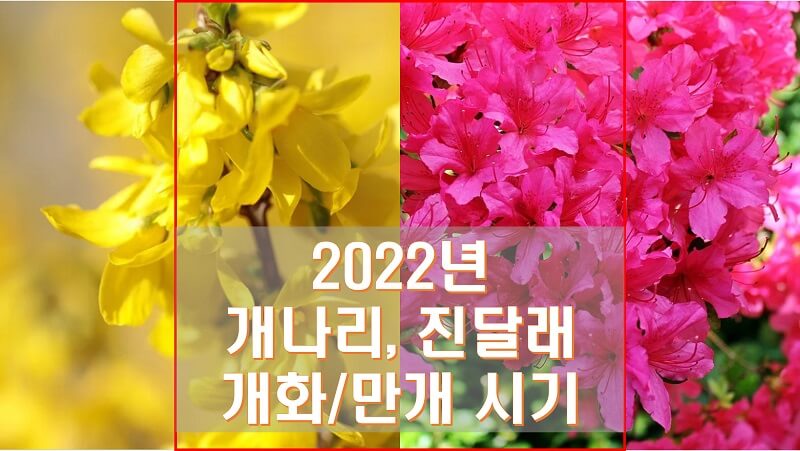 2022년 개나리, 진달래 지역별 개화 시기와 꽃구경하기 좋은 만개 시기는 언제일까요?
