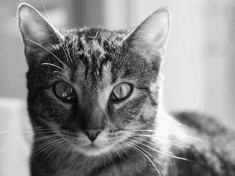 고양이 우울증 증상과 원인은 무엇일까?