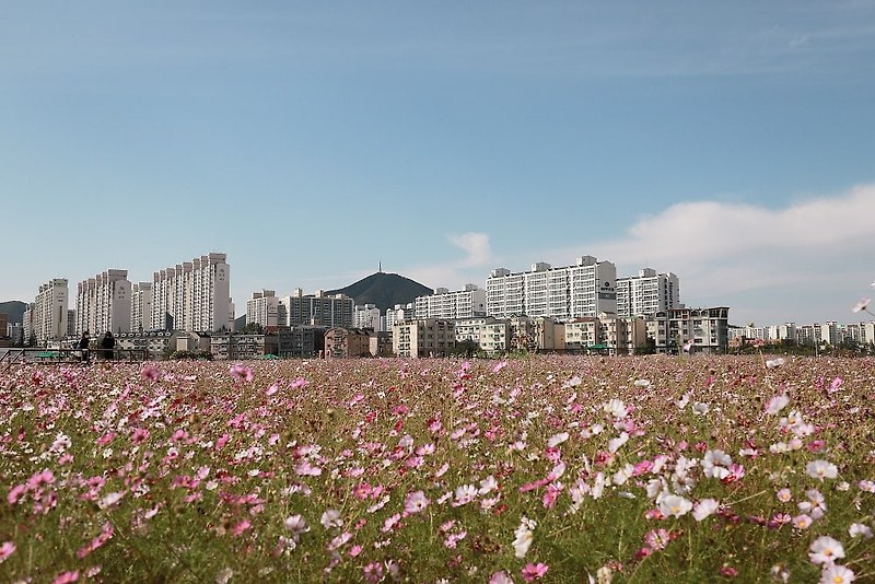인천 코스모스 - 2020년 가을 계양꽃마루와 주차팁