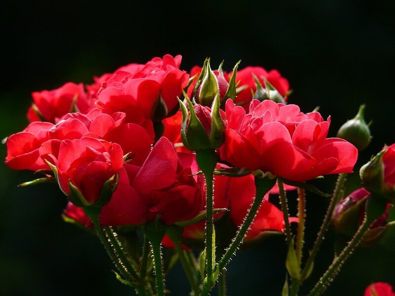 비 내리는 수요일엔 빨간 장미를