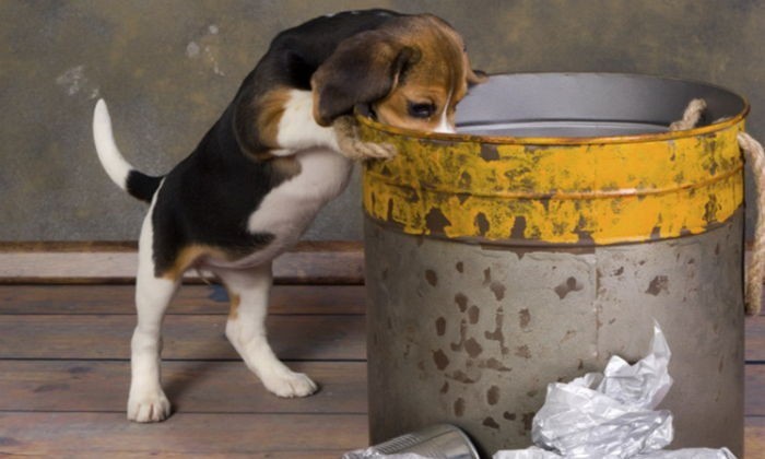 강아지들이 쓰레기통을 사랑한 이유