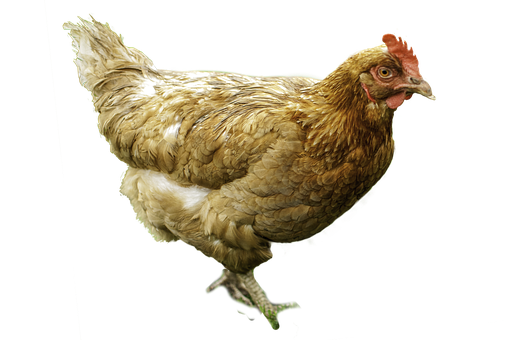 우리나라 토종닭의 특징
