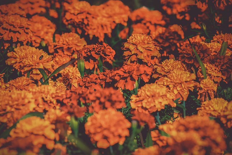 망자의 날, 영화 코코에 나오는 그 꽃. 매리골드(marigold)