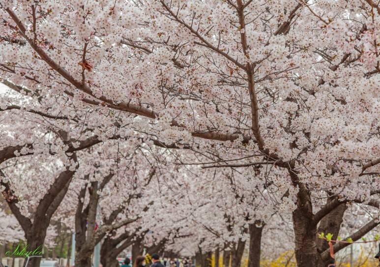 서울 영등포구 3년만에 여의도 벚꽃길 개방을 한다고 합니다.