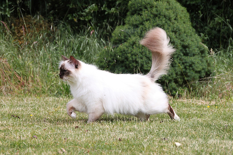 '버만' 고양이 특징 및 성격