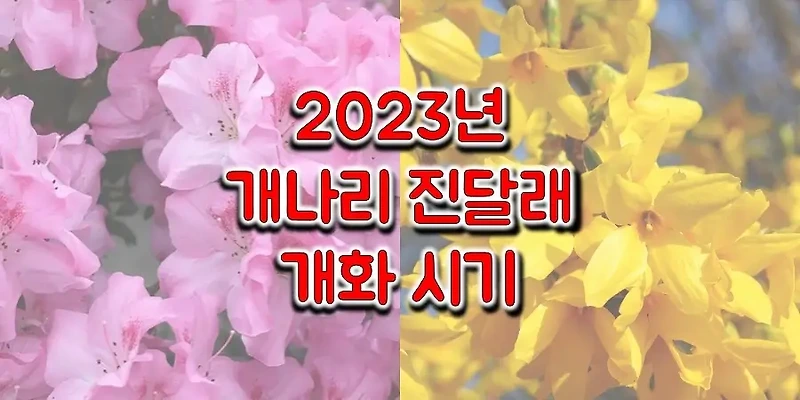 2023년 봄꽃 개화/만개 시기_전국 지역별 진달래와 개나리는 언제 필까요? 꽃구경하기 좋은 날짜 확인하세요!