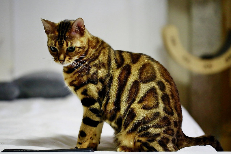 '벵갈' 고양이 특징 및 성격