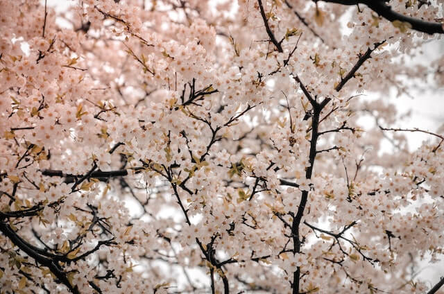 벚꽃과 빛의 향연, 사랑 그리고 희망 여주흥천남한강 벚꽃축제 장소 및 일정