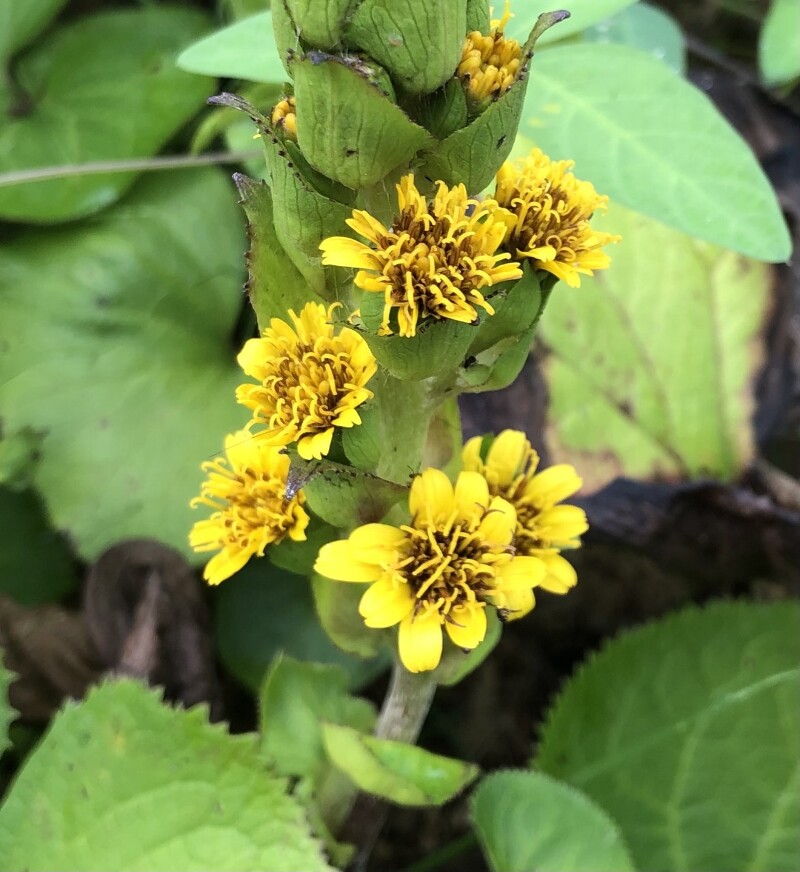 초연당 야생화 이야기 - 곰바닥을 닮은 봄나물 곰취 와 곰취꽃