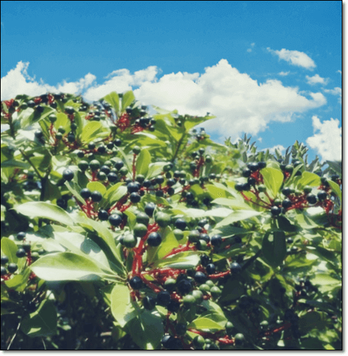 후박나무 열매 효능 및 활성 성분 먹는 법과 주의점