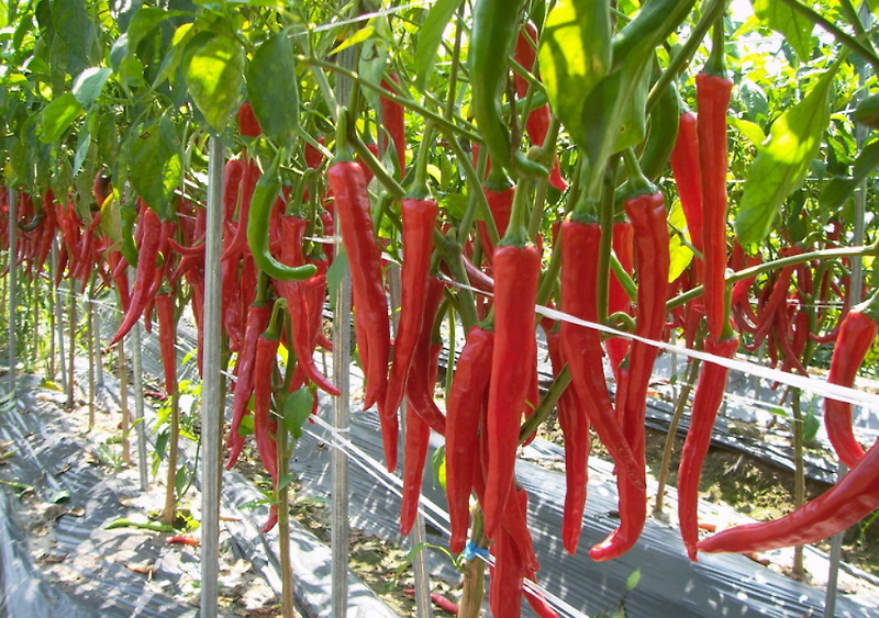 고추 모종 심는시기 재배방법