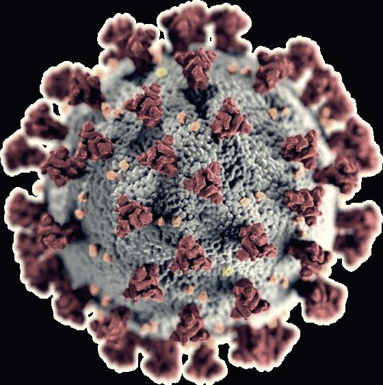 습도와 코로나 바이러스의 관계