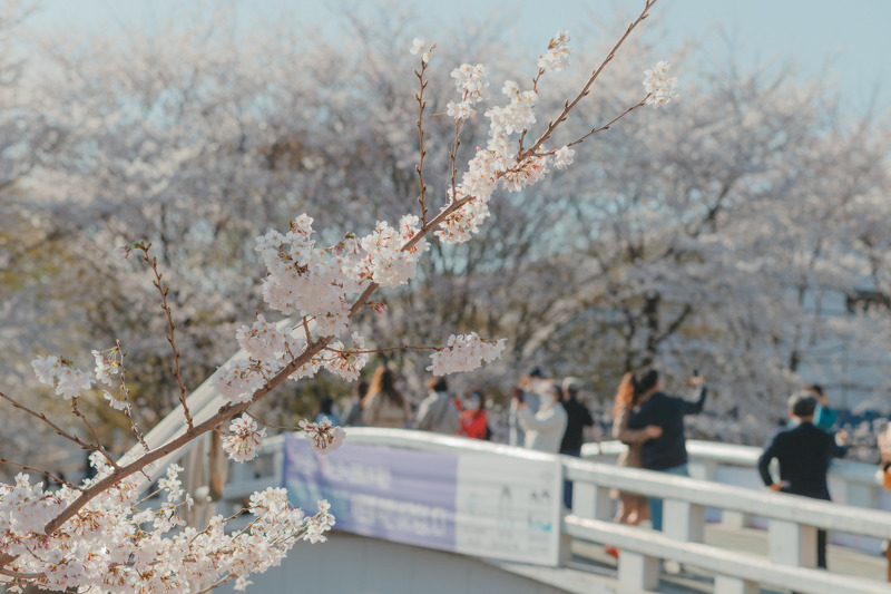 서울 벚꽃 여행 - 양재 시민의 숲 벚꽃길 2021