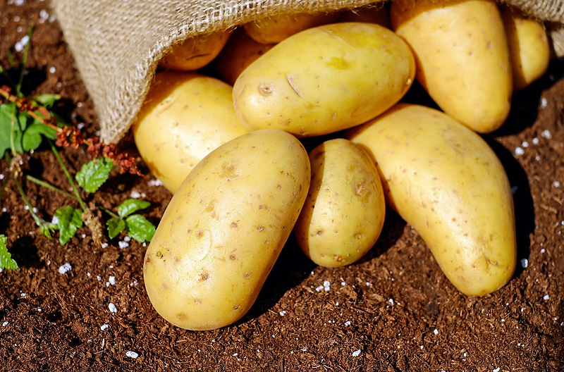 감자 효능, 보관법, 감자전 만드는 방법