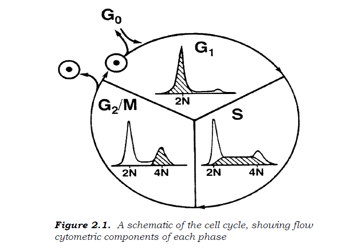 Cell cycle analysis [FACS - PI staining] 실험 방법 정리