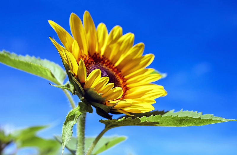 한국인이 좋아하는 꽃, 일편단심. 해바라기(sunflower)