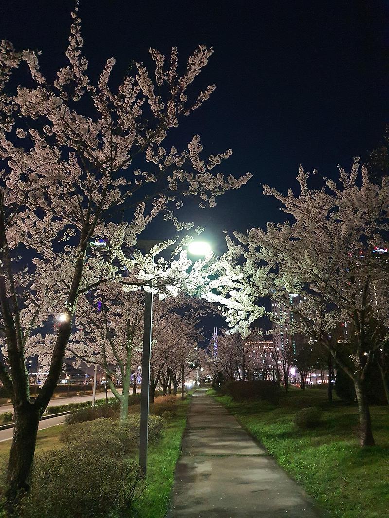 송도 센트럴 파크 봄 날 밤 산책, 오늘은 벚꽃과 맑은 공기와 함께.