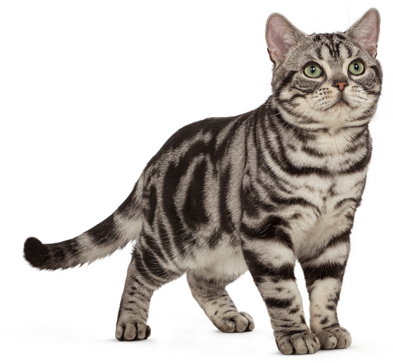 아메리칸 숏헤어 고양이 특징, 성격, 유전병에 대해 알아보자