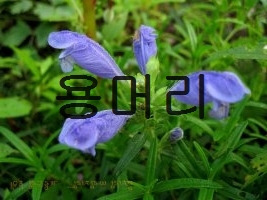 이슈! 혁신그자체! 용머리 놀랐어 나 진짜