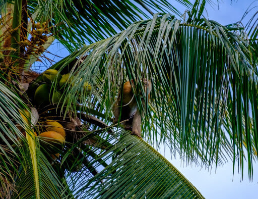 코코넛오일 효능 피부에 바르는법 및 먹는 방법 사용법 알아가기