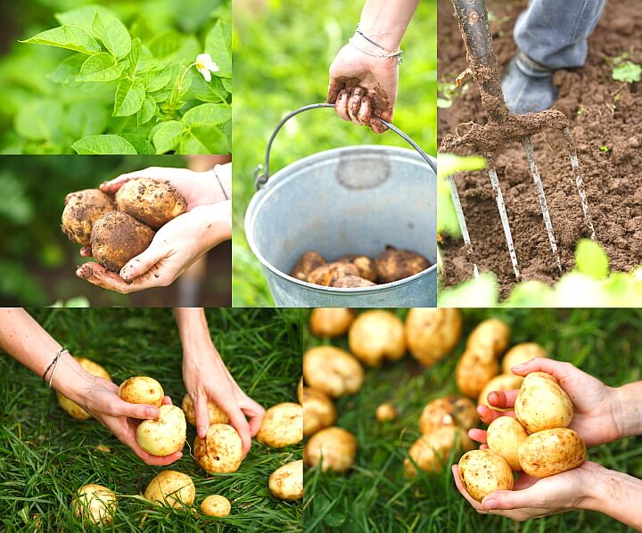 감자의 효능 및 감자 보관방법은?