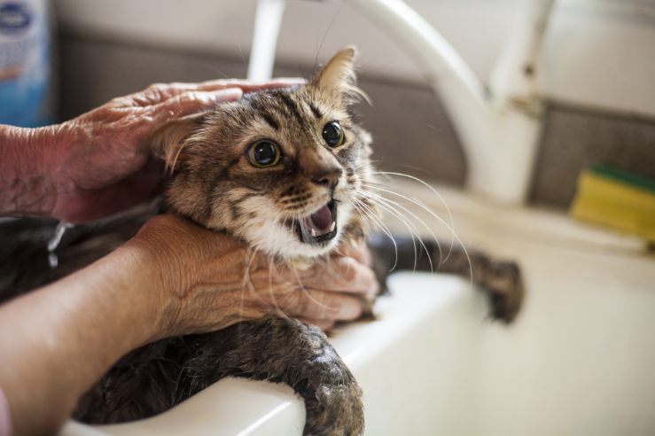 [고양이 건강] 고양이 목욕 방법과 노하우 꿀팁 공개!