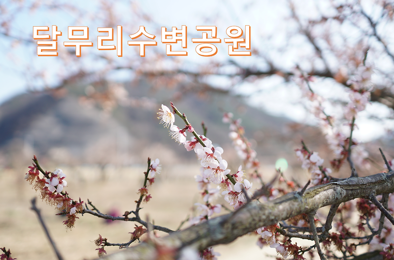 부산 근교 숨은 매화  명소 - 달무리수변공원(경남 김해)