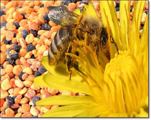 벌꿀화분 효능 및 성분, 꿀벌화분(비폴렌) 먹는 법
