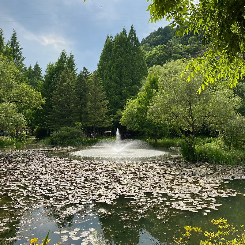 [안동여행] 안동 가볼 만한 곳, 한국의 지베르니 낙강물길공원
