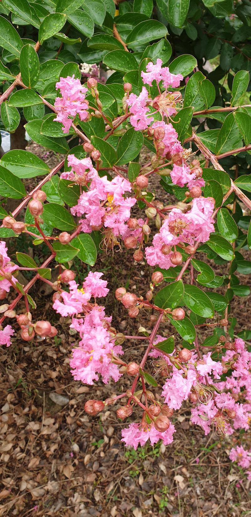 배롱나무 꽃 효능 열매