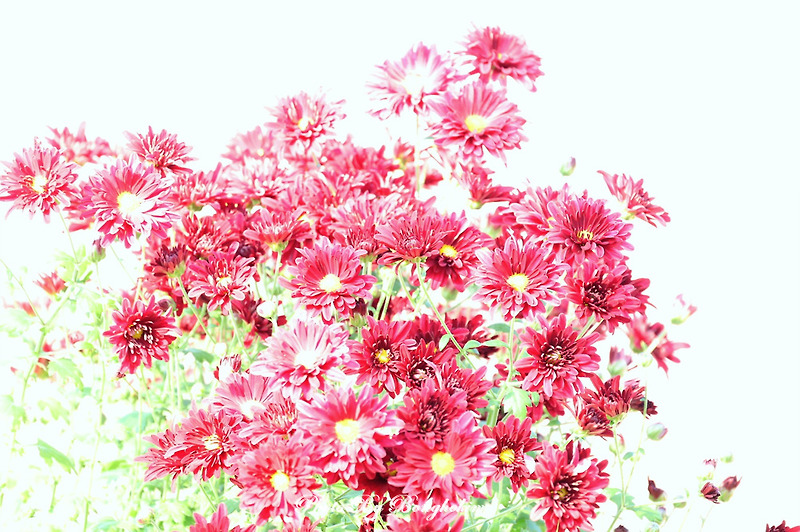 도심속 가을 계양꽃마루 코스모스